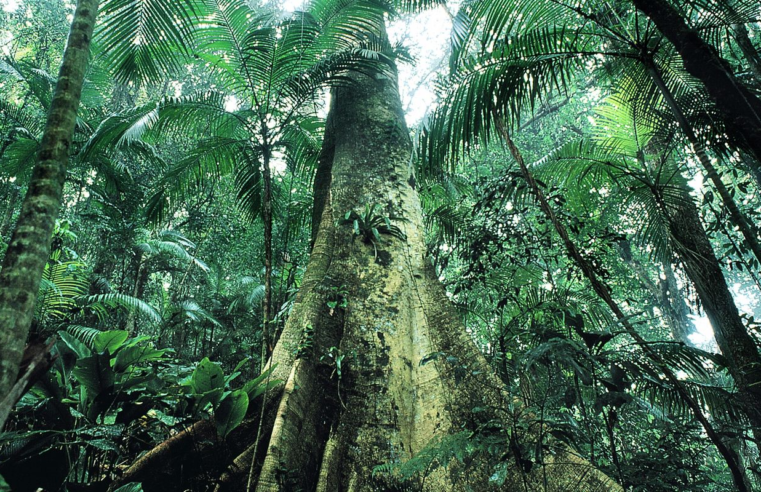 Justiça prolonga uso da Força Nacional em ações de proteção ambiental