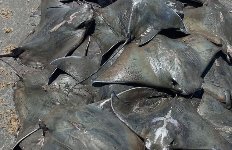 Cerca de 250 raias Ticonha são encontradas mortas no litoral paulista