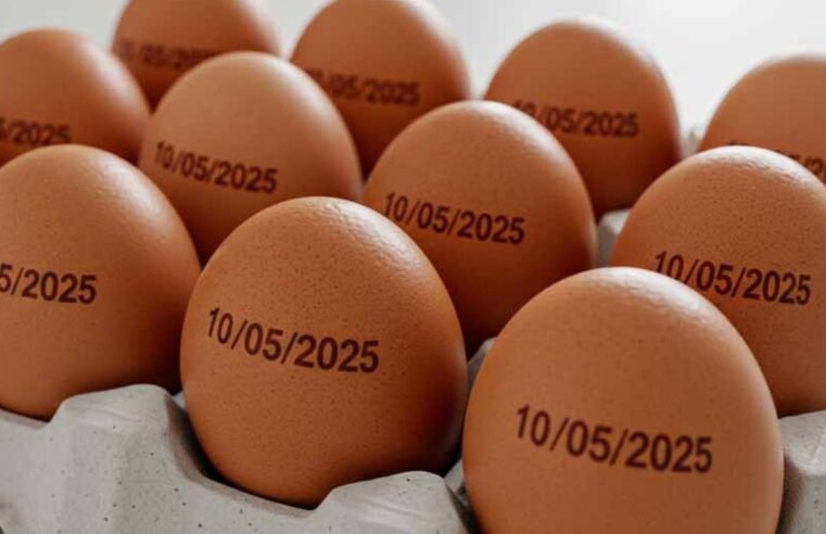 País tem recorde na produção de ovos, abate de bovinos, frango e porco