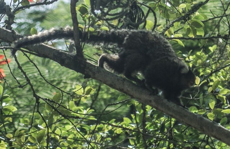 Terapia adaptada diminui mortes por Febre Amarela em 84%