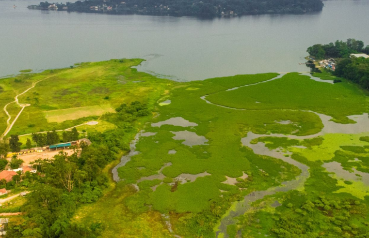 Parque na orla da represa Guarapiranga tem 261 espécies de aves