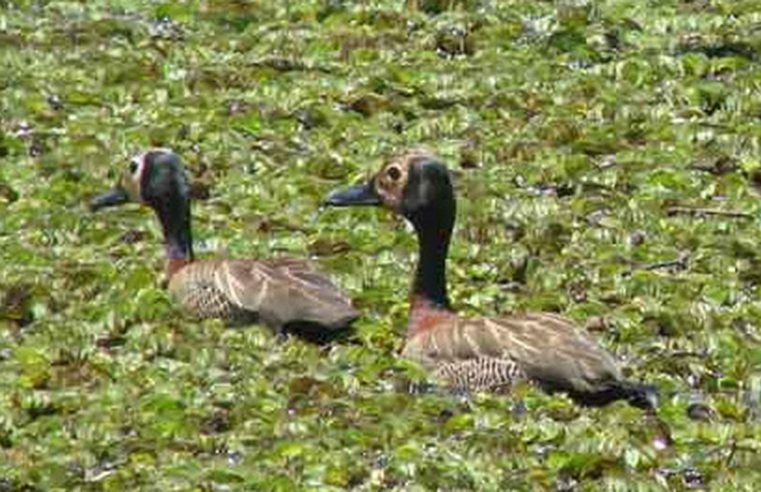 Estudo lista aves em parque de Guarapiranga e pede mais preservação