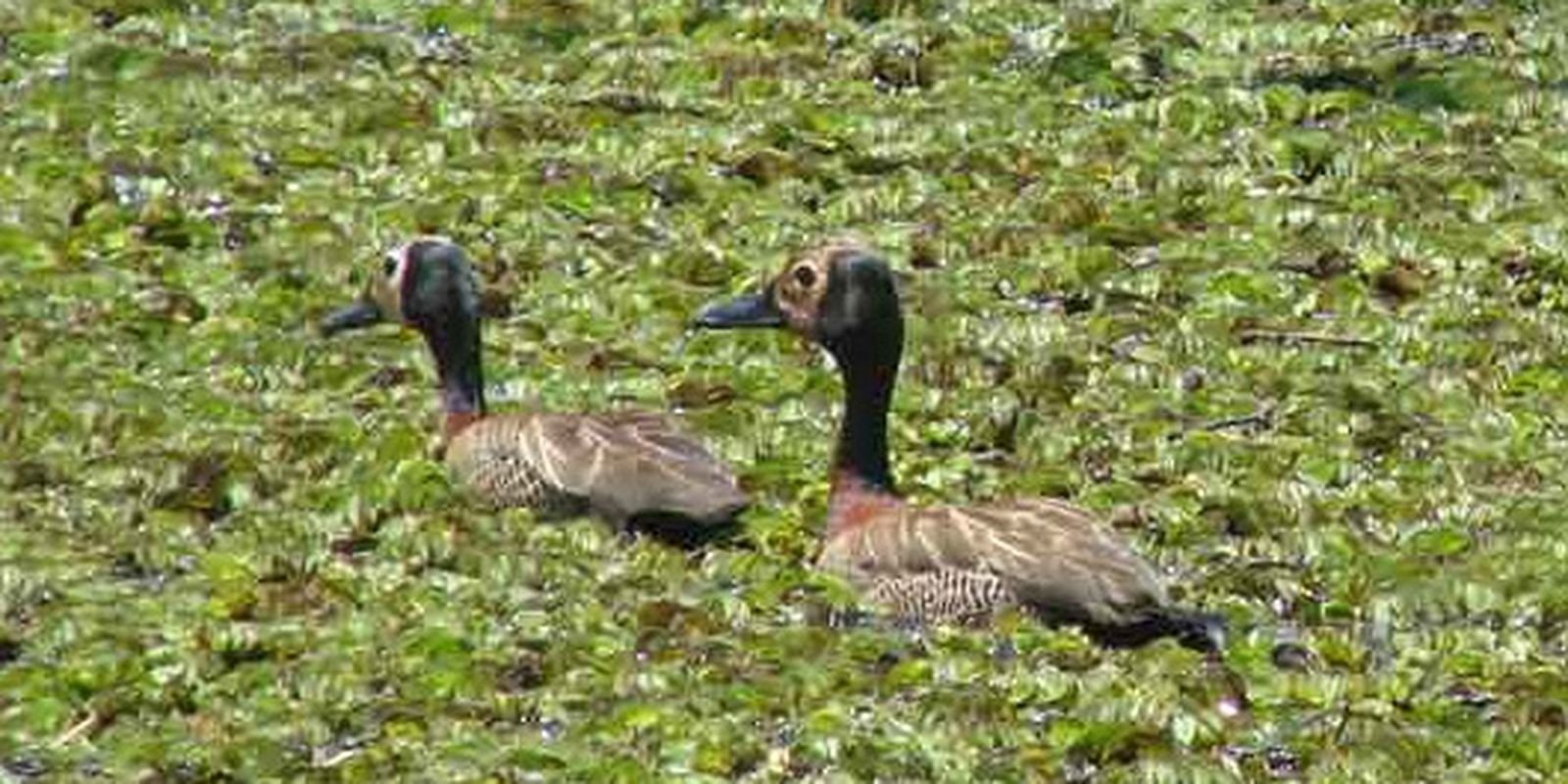 Estudo lista aves em parque de Guarapiranga e pede mais preservação