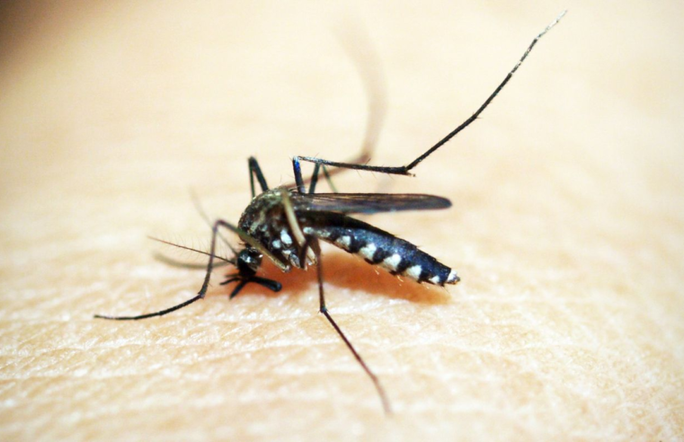 Brasil soma mais de 500 mil casos de dengue; queda de quase 70%