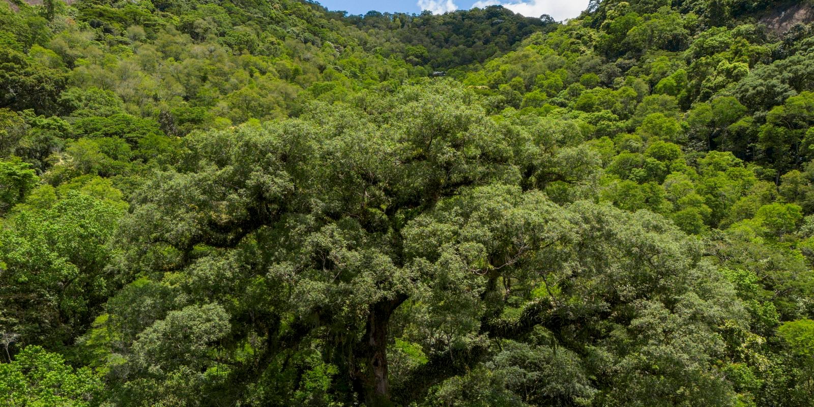 Situação dos rios na Mata Atlântica é preocupante, aponta pesquisa