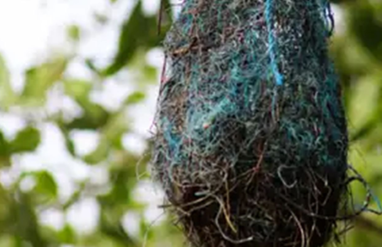 Poluição: no Brasil, aves estão fazendo ninhos com resíduos plásticos