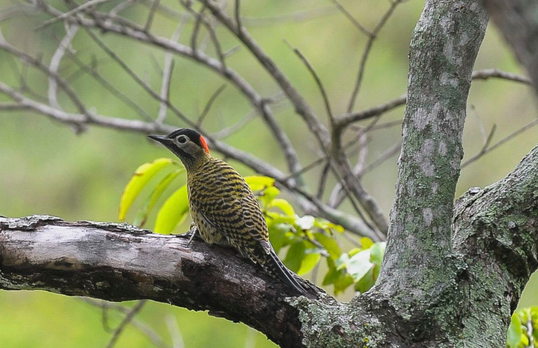 COP15 de Espécies Migratórias Silvestres será no Brasil em 2026