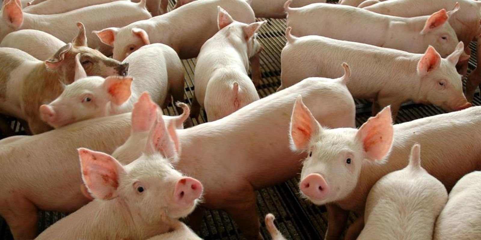 Chile passará a importar carne suína do Paraná