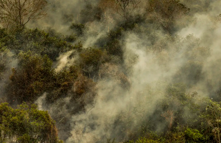 Crise climática pode provocar nova extinção em massa, diz pesquisador