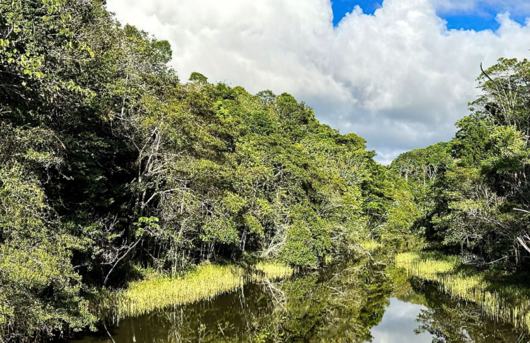 Plataforma identifica áreas prioritárias para restauração florestal