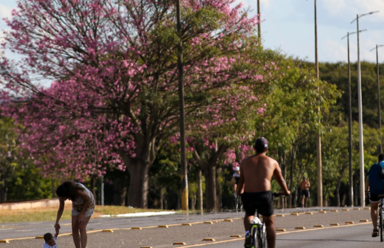 Dois terços dos brasileiros moram em ruas arborizadas