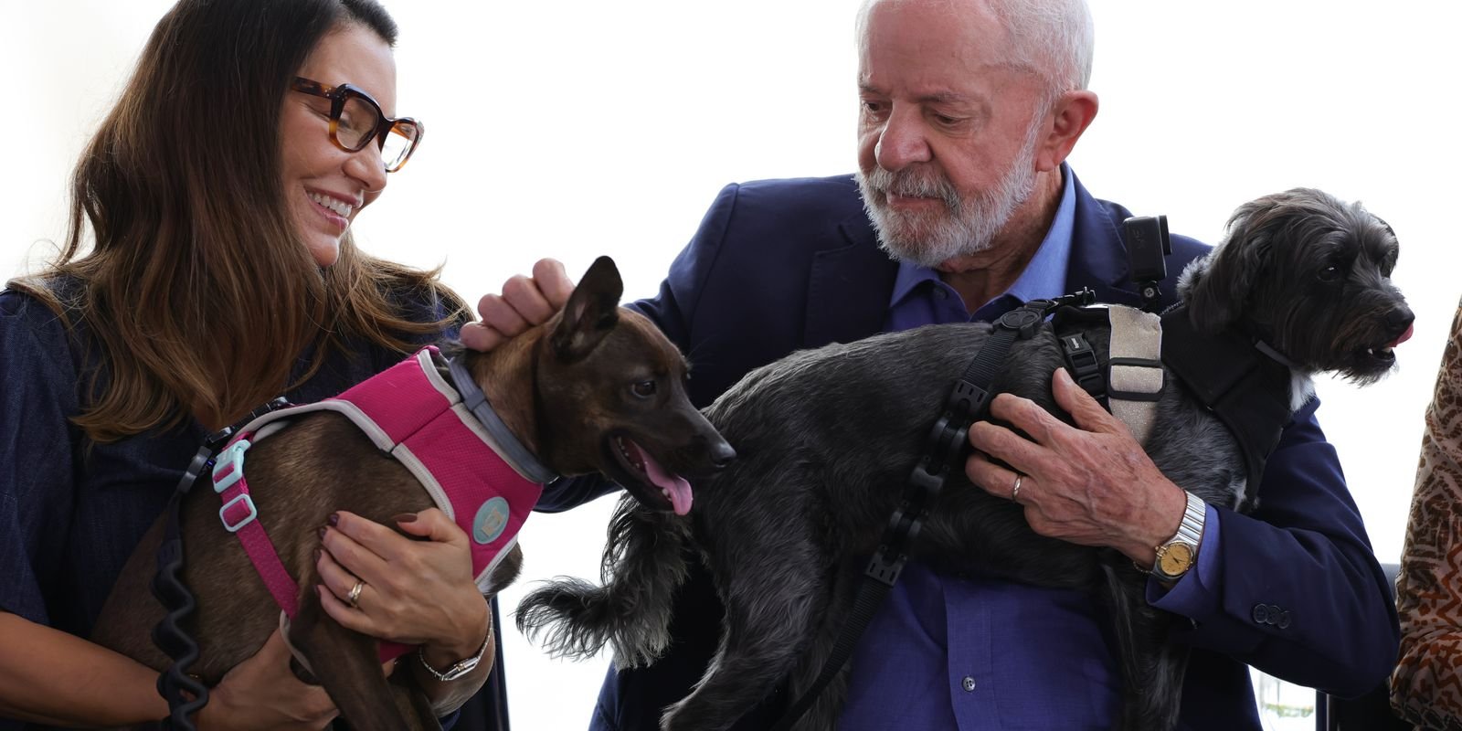 Lula lança programa de identificação e proteção de cães e gatos