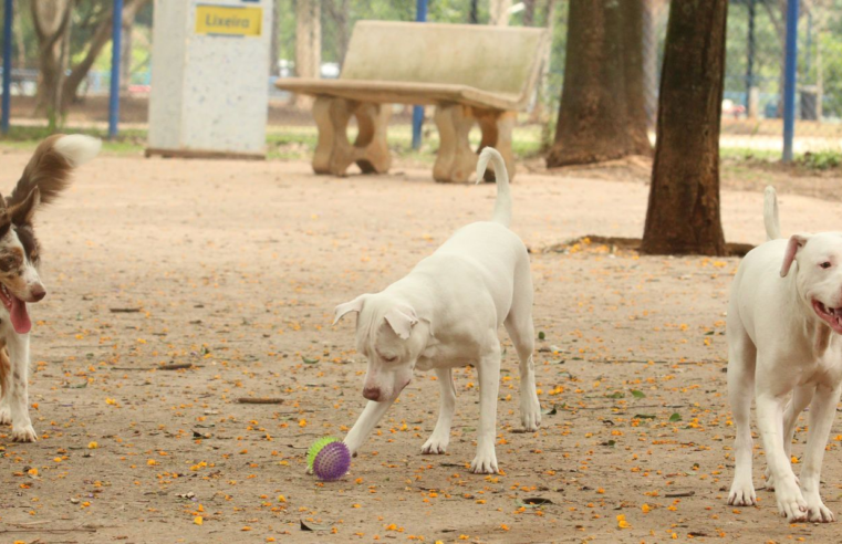 Saiba como funciona o SinPatinhas, novo RG Animal para cães e gatos