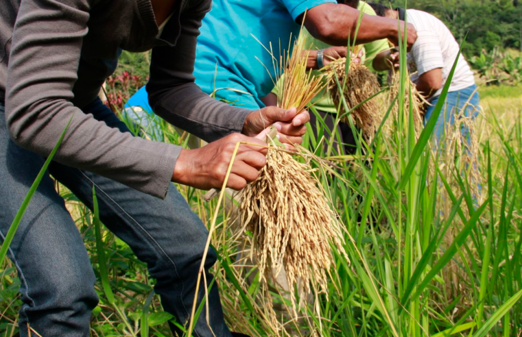 Arroz produzido por quilombolas abastece cozinha solidária em Sergipe