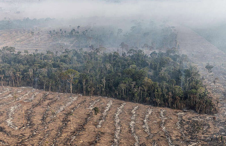 STF permite desapropriação de terra por incêndio ilegal e desmatamento