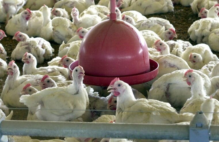 Albânia, Namíbia e Índia suspendem importação de frango do Brasil