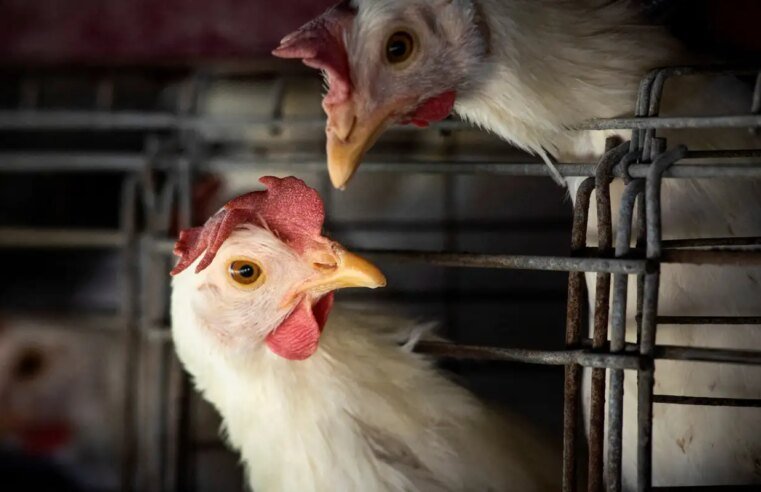 FAO: caso de gripe aviária no Brasil marca nova etapa do vírus