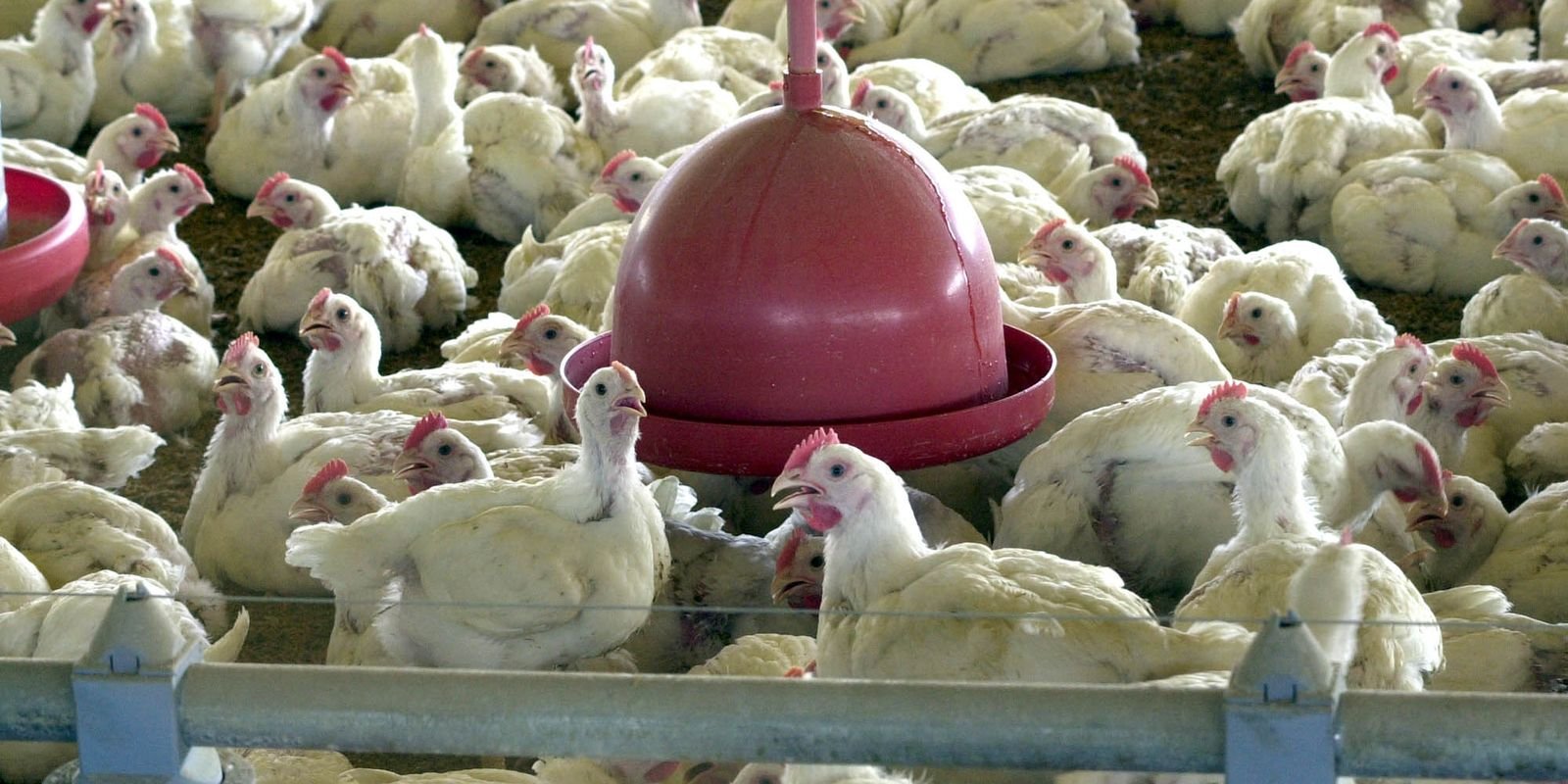 Ovos de granja com caso de gripe aviária estão rastreados, diz Mapa