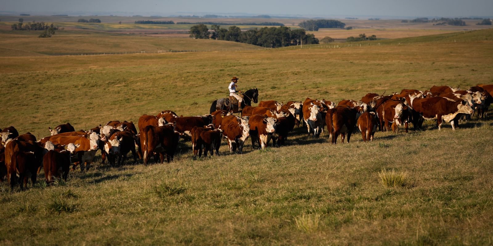 PIB cresce 1,4% no 1º trimestre em relação ao 4º trimestre de 2024