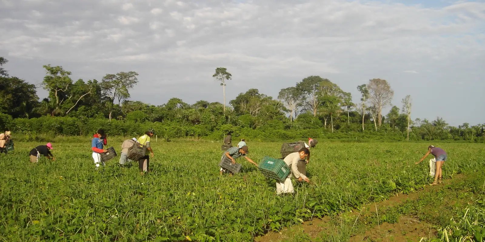 Produtores afetados por estiagem no RS podem renegociar crédito rural