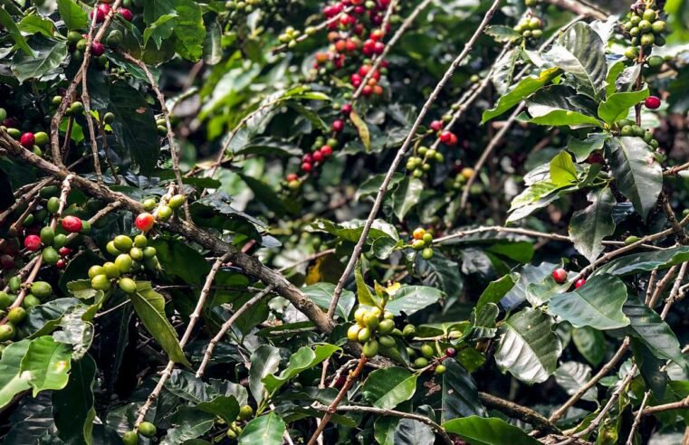 Safra de café deve crescer 2,7% e chegar a 56 milhões de sacas em 2025