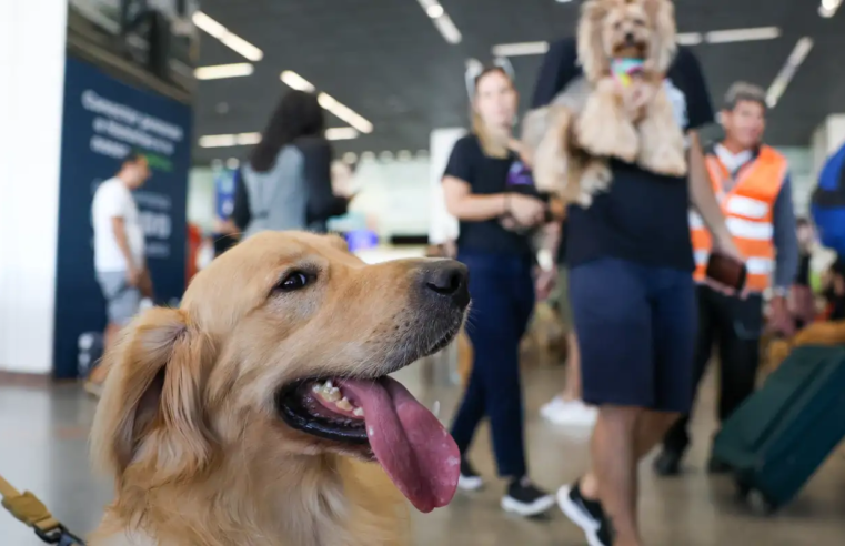 Aéreas podem se negar a embarcar animais de suporte emocional, diz STJ