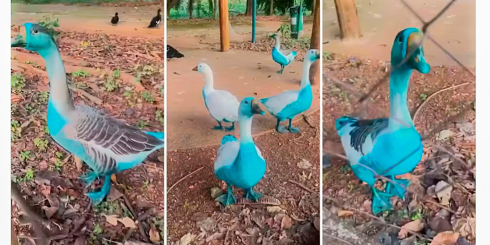 Cidade paulista apura vazamento de corante que tingiu aves em parque