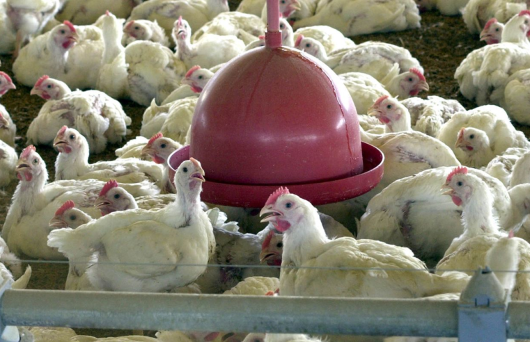 China, UE e Argentina suspendem compras de carne de frango do Brasil