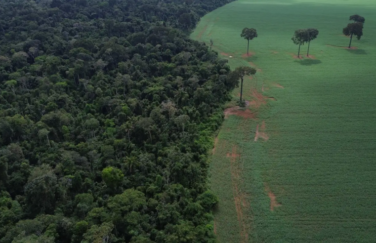Trópicos registram perda recorde de floresta primária