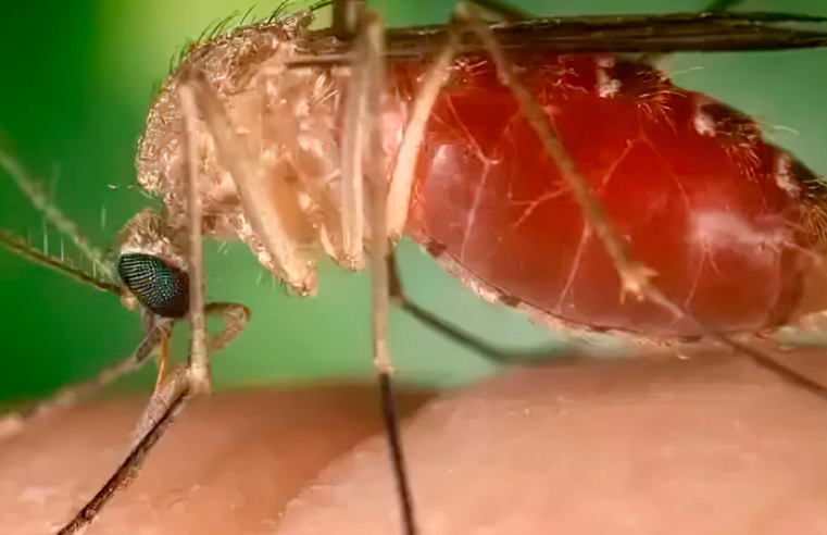 Rio confirma mais duas mortes por febre do Oropouche
