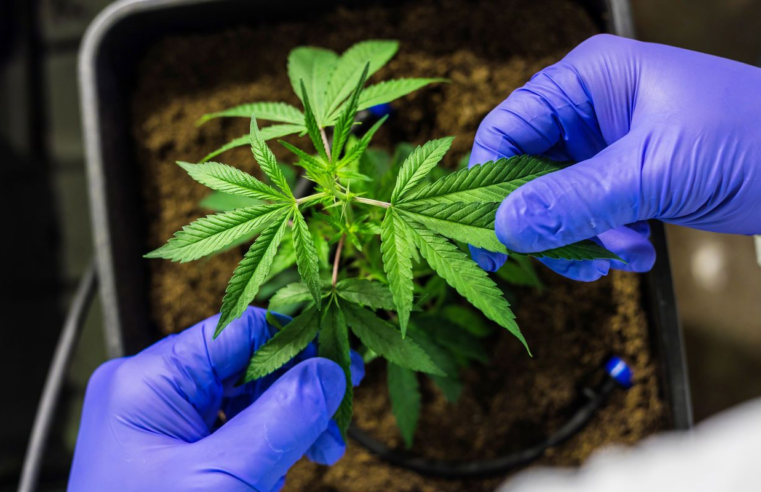 Cultivo de cannabis medicinal pelo agronegócio é destaque em congresso