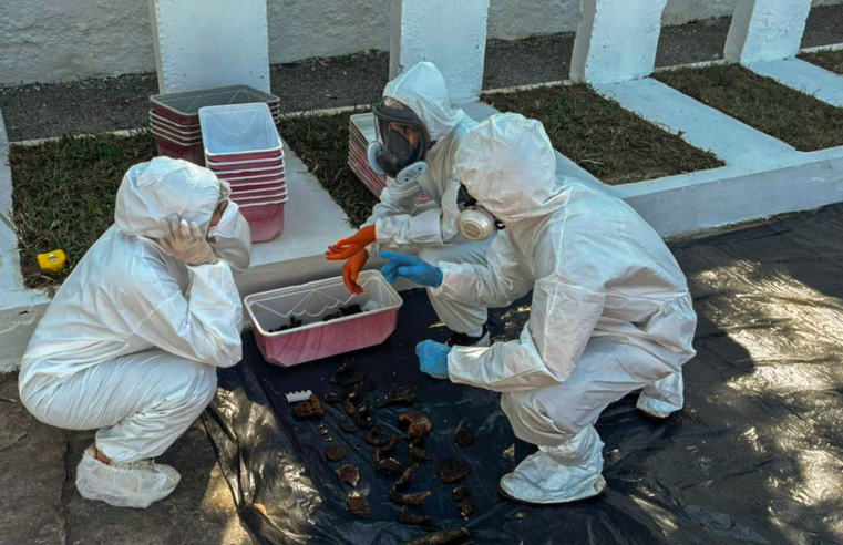 Rio: equipe encontra memorial para mortos da ditadura em deterioração