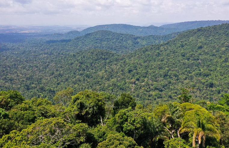 Instituto lança edital para projetos que protejam a Amazônia