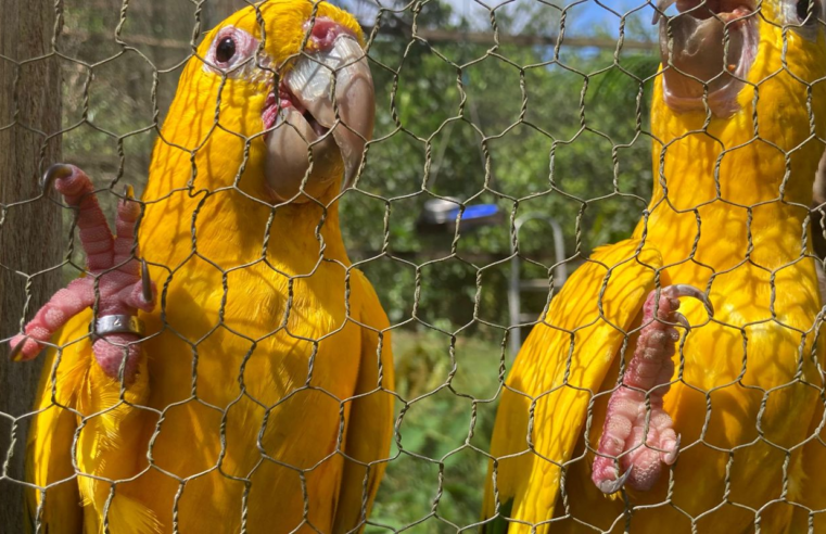 Captura e domesticação colocam animais silvestres em risco