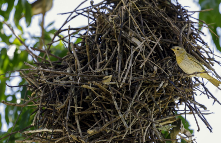 Rio: câmeras vão possibilitar um levantamento mais detalhado da fauna