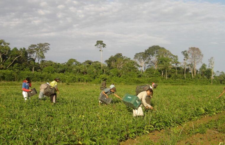 CMN reduz para R$ 200 mil limite de enquadramento no Proagro