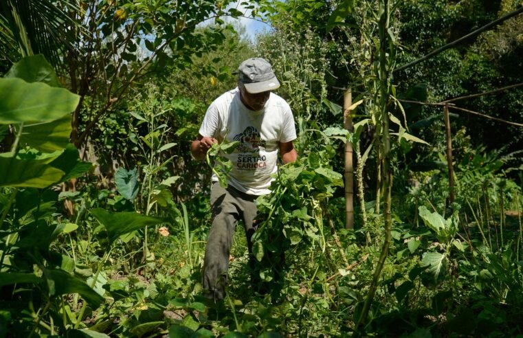 Edital seleciona 36 projetos para fortalecer agricultura familiar