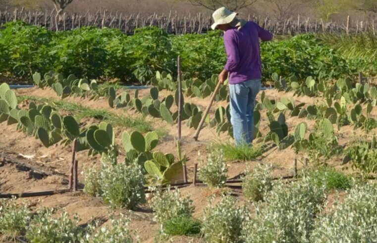 Estudo mostra ganhos necessários para vida digna em áreas do semiárido