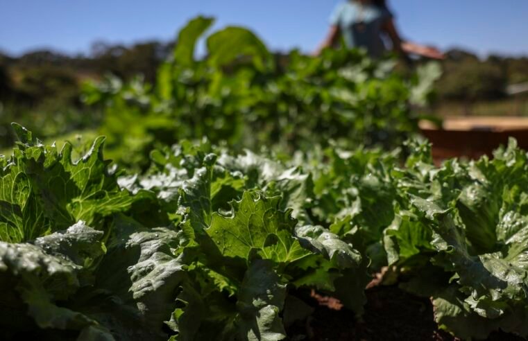 Parceria destina R$ 299 milhões para agricultura familiar na Bahia