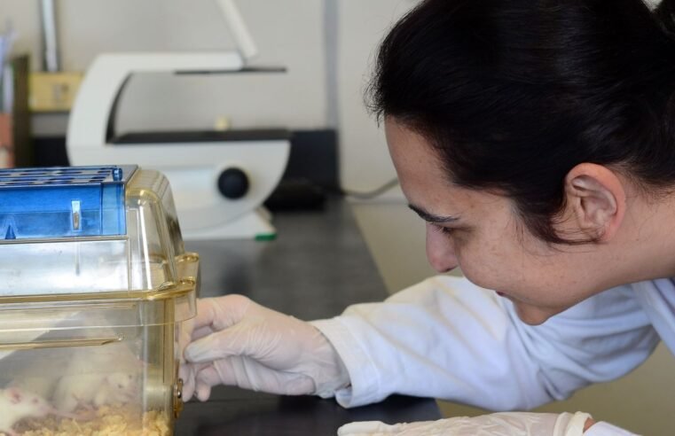 Tecidos feitos em laboratório podem aperfeiçoar testes de medicamentos