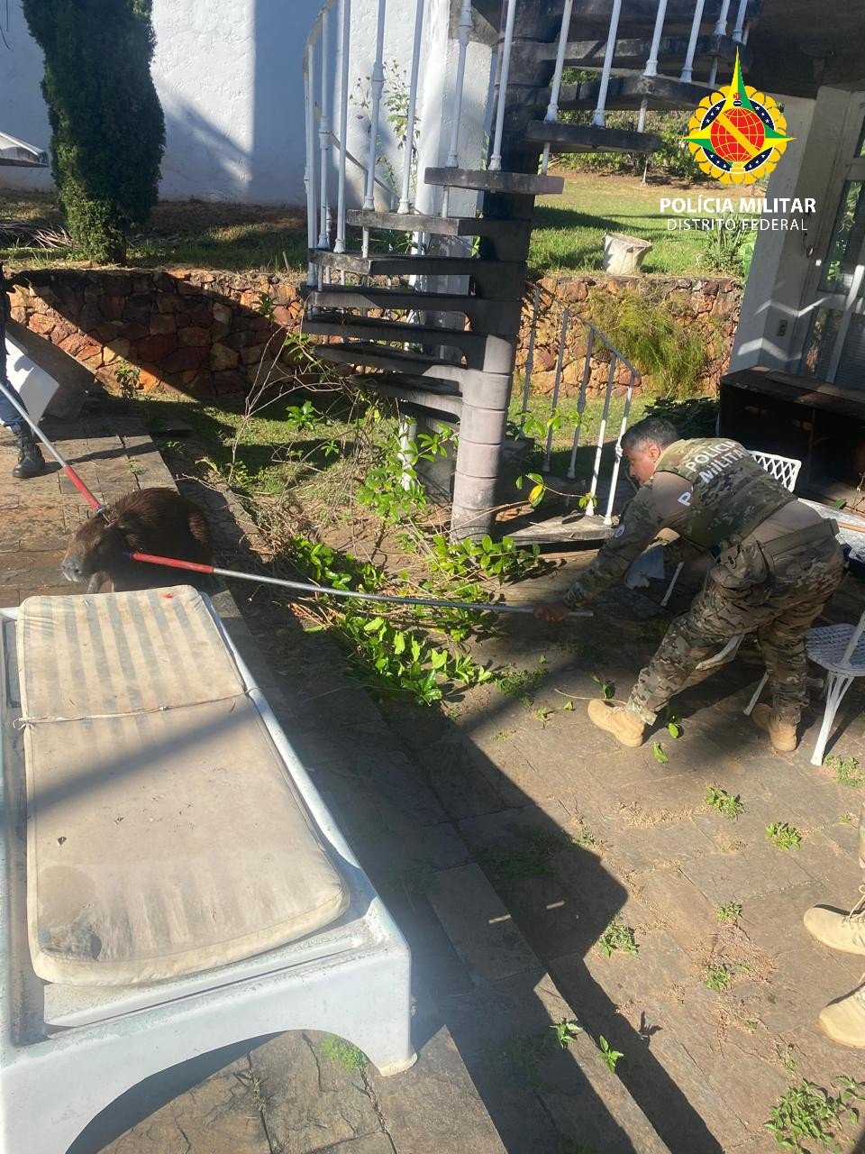 PMDF resgata seis capivaras em piscina de residência no Lago Sul
