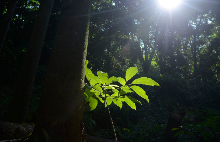 Sesc São Paulo tem programação especial na Semana do Meio Ambiente