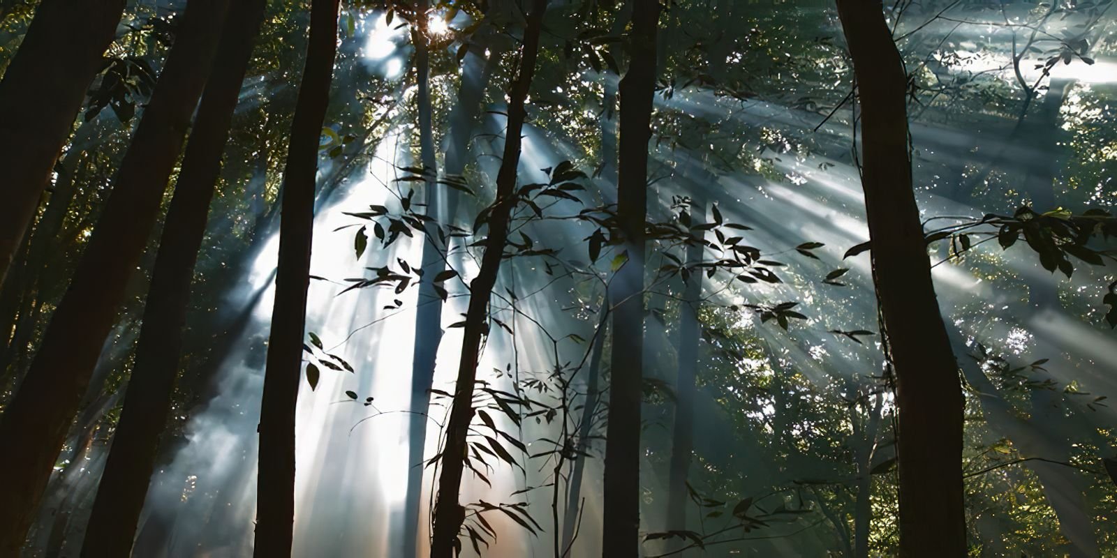 Veículos da EBC exibem filmes sobre preservação e sustentabilidade