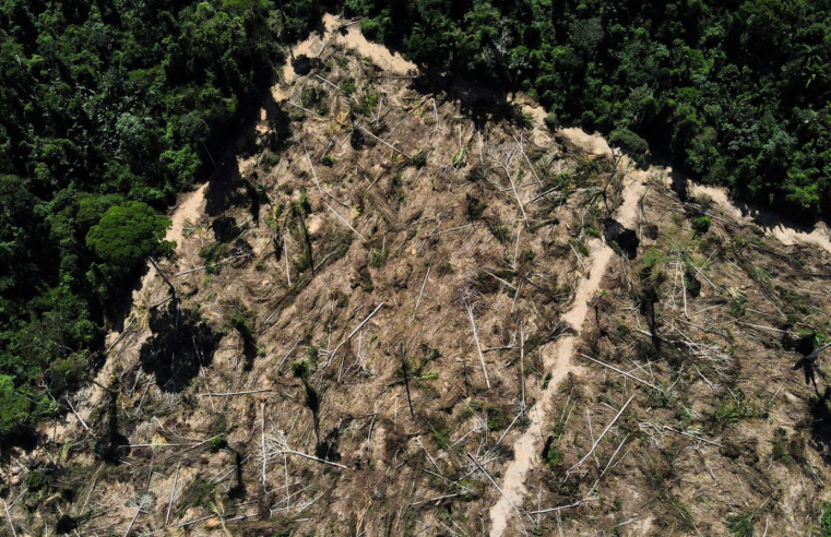 Florestas públicas não destinadas são ameaçadas por crimes ambientais