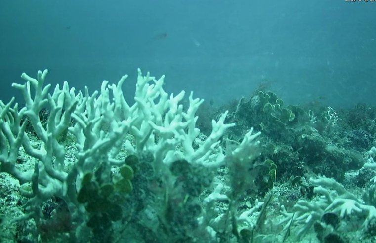 Edital do BNDES destina R$ 43 milhões para proteção de ilhas oceânicas