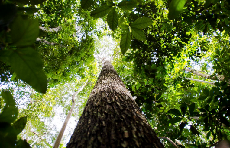 Potencial de crédito de carbono na Amazônia Legal passa de US$ 10 bi