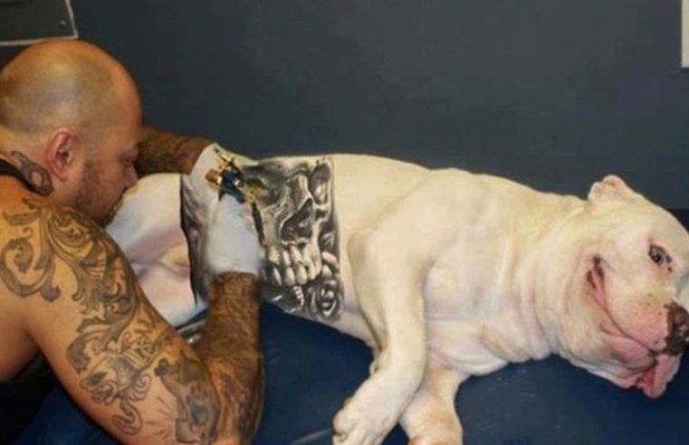 Governo sanciona lei que proíbe tatuagens e piercings em cães e gatos