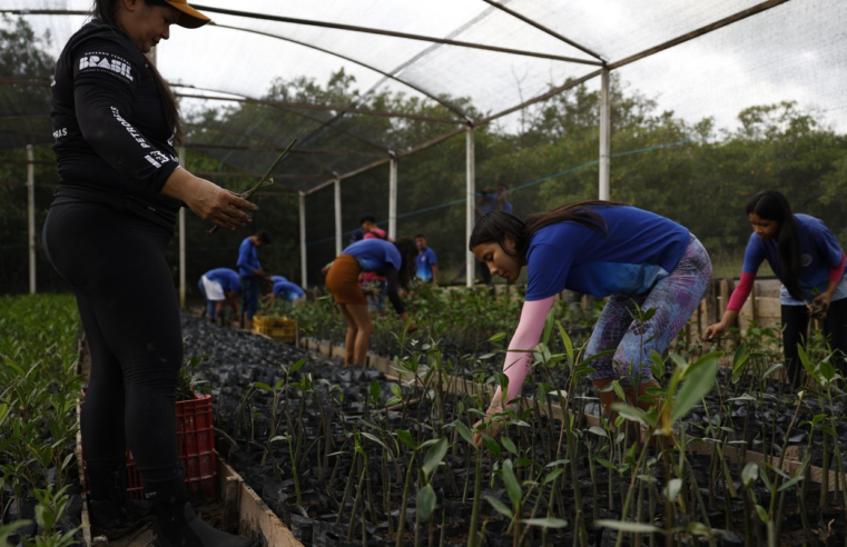 Parceria entre pesquisadores e comunidades protege mangues na Amazônia