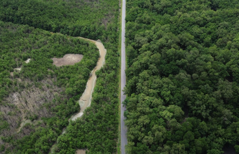 Construção de estradas impacta mangue amazônico