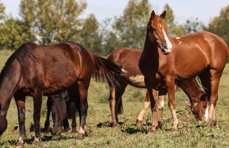 Ração contaminada mata 245 equinos em quatro estados